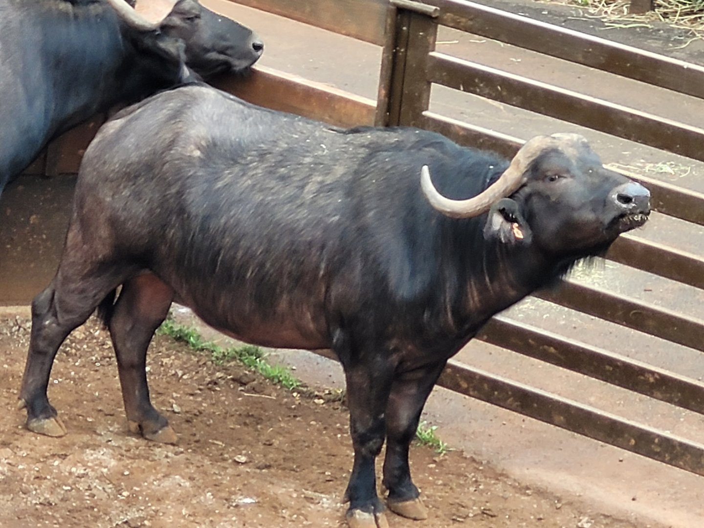 Cape buffalo -Parque de la Naturaleza de Cabárceno (2022)