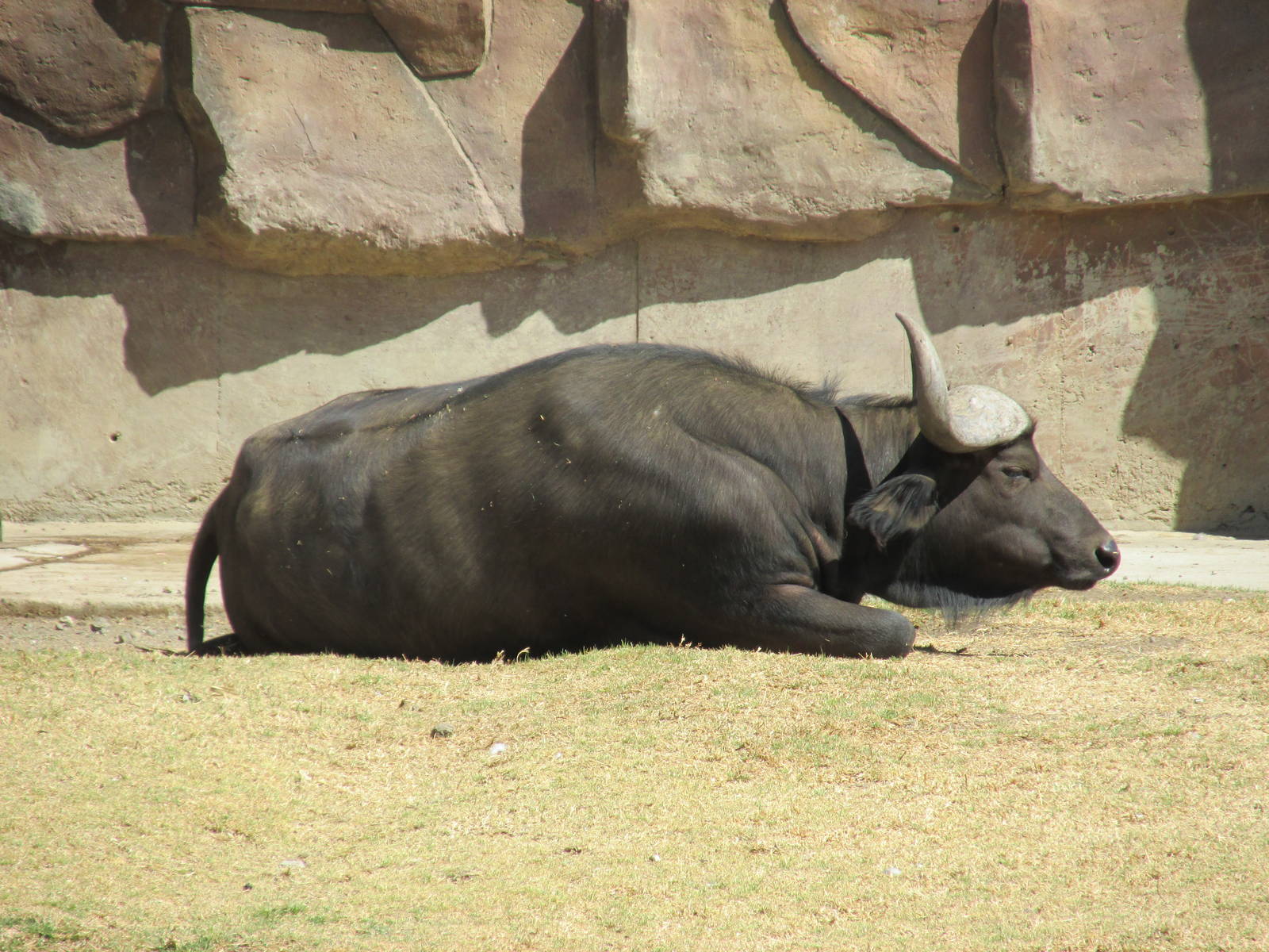 cape buffalo san juan de aragon zoo