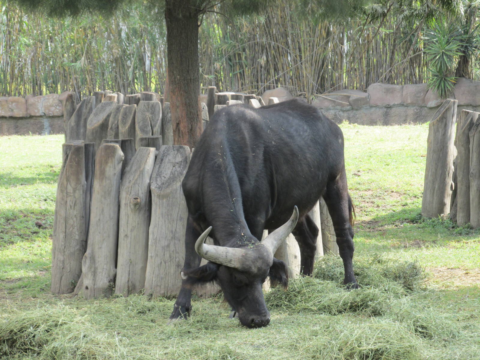 cape buffalo san juan de aragon zoo