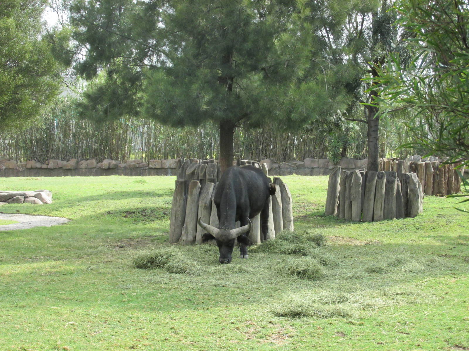 cape buffalo san juan de aragon zoo