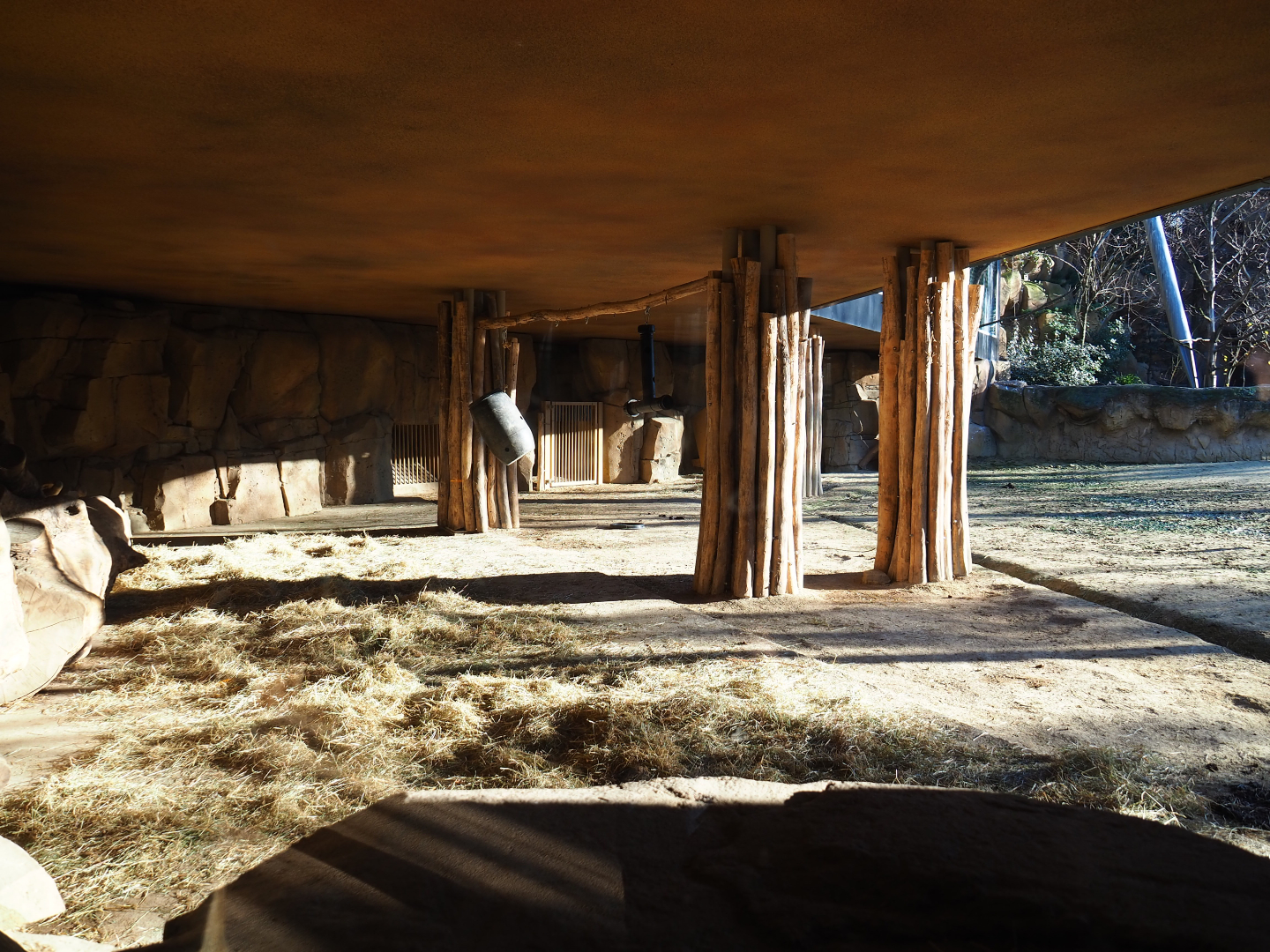 Cape buffalo shelter area underneath the restaurant building, 2019-12-30