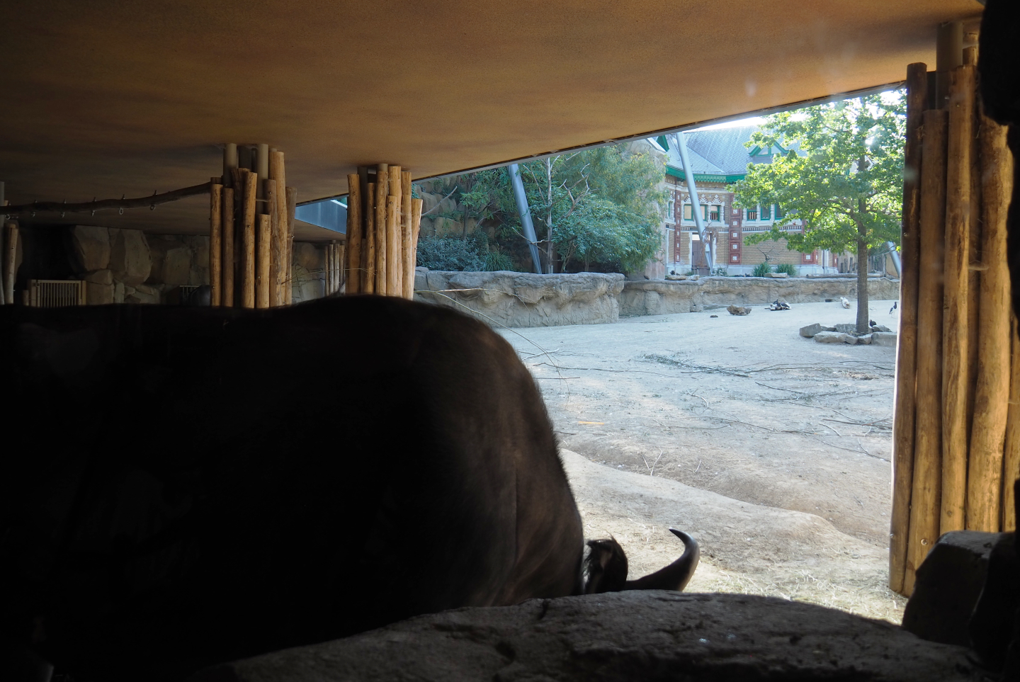 Cape buffalo shelter under the restaurant and Cape buffalo paddock in the savanna aviary, 2020-09-20