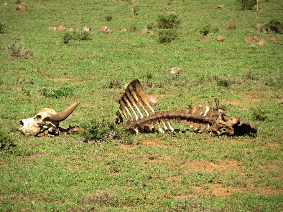 Cape Buffalo Skeleton
