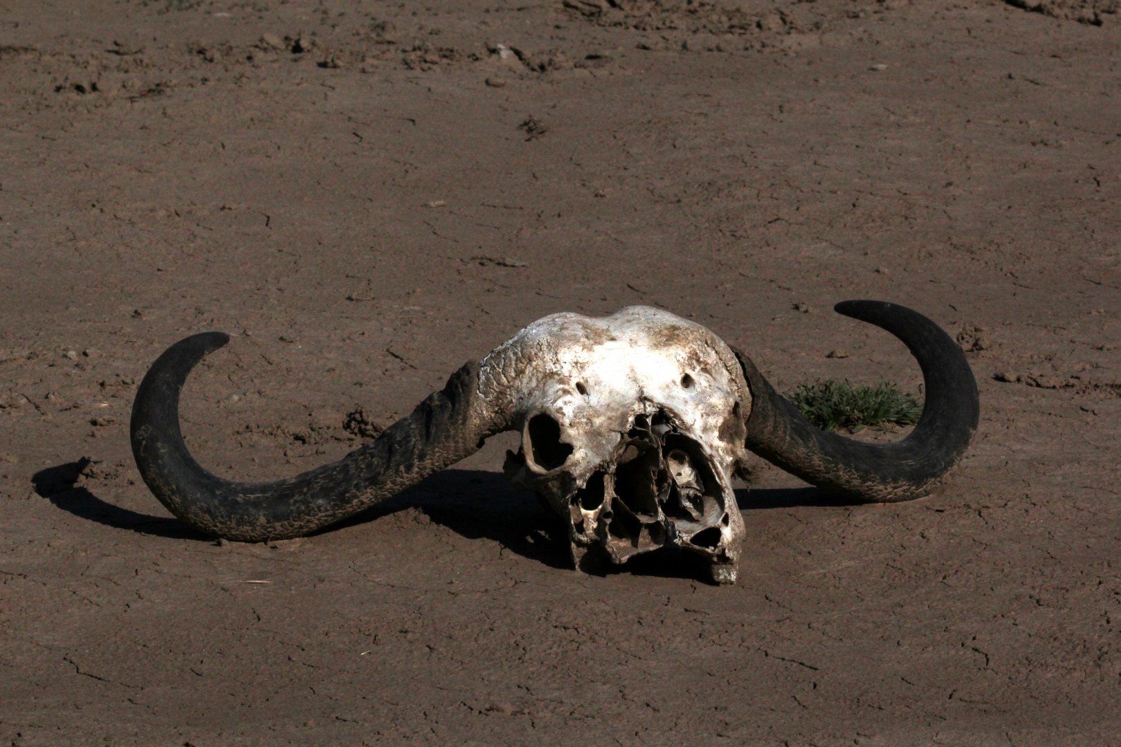 Cape Buffalo Skull