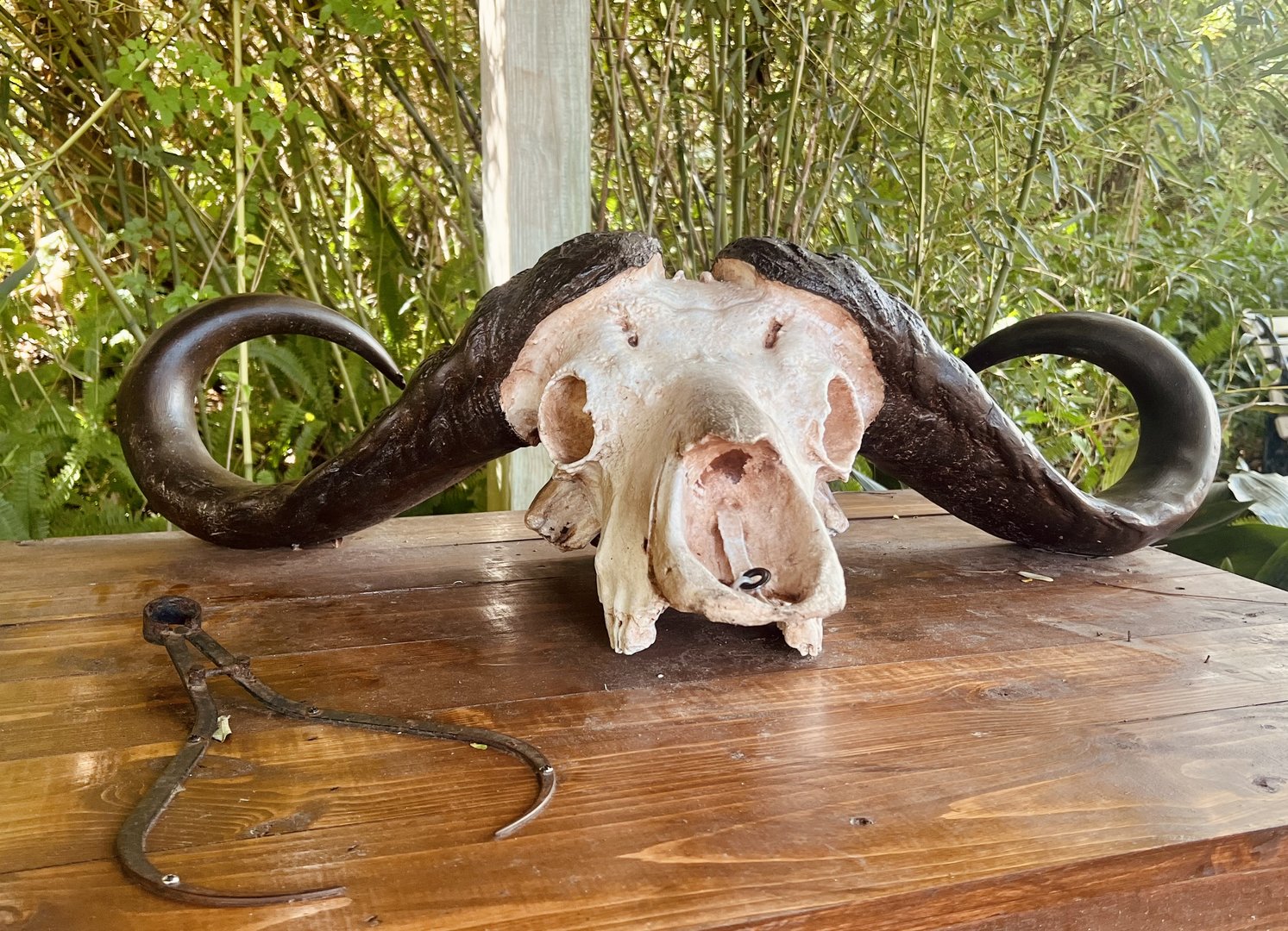 Cape Buffalo Skull
