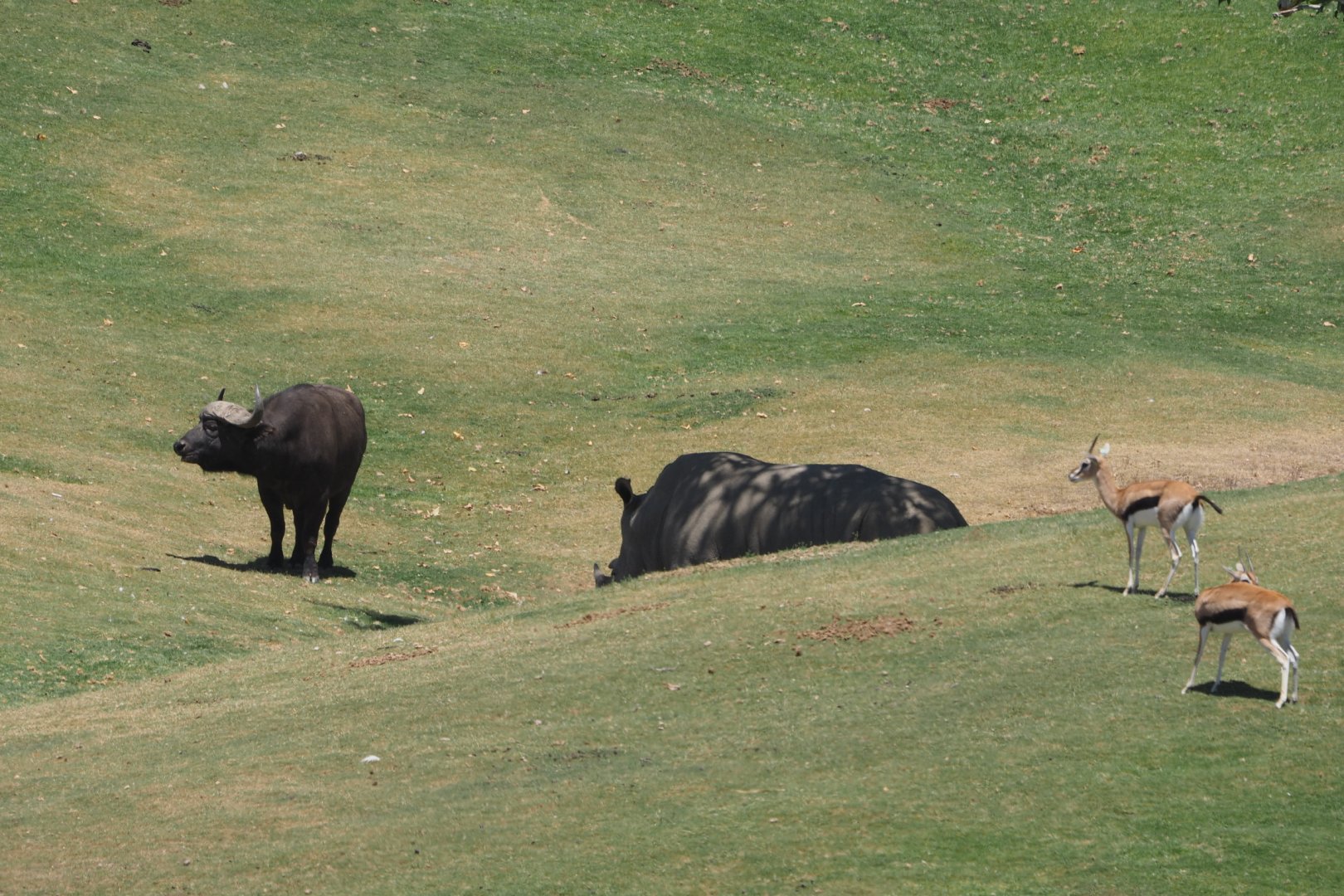 Cape buffalo, southern white rhinoceros, and Thompson's gazelles