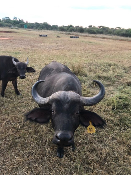 Cape Buffalo, Susie (Syncerus caffer)