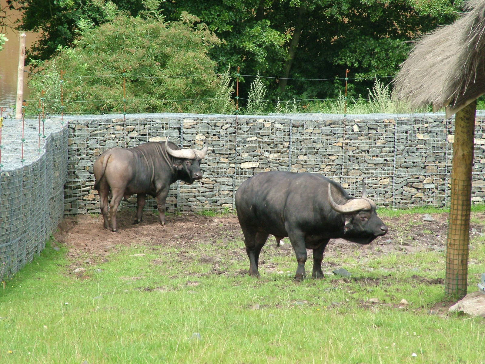 Cape Buffalo (Synceros caffer caffer) at West Midland Safari Park