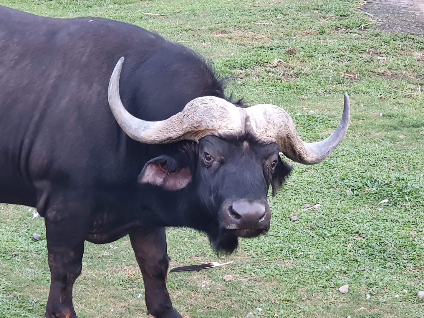 Cape Buffalo (Syncerus caffer) - Baobab Safari Resort