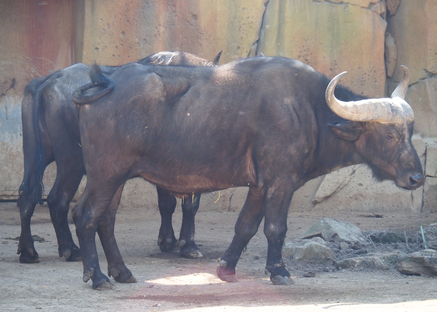 Cape buffalo (Syncerus caffer caffer), 2019-04-20