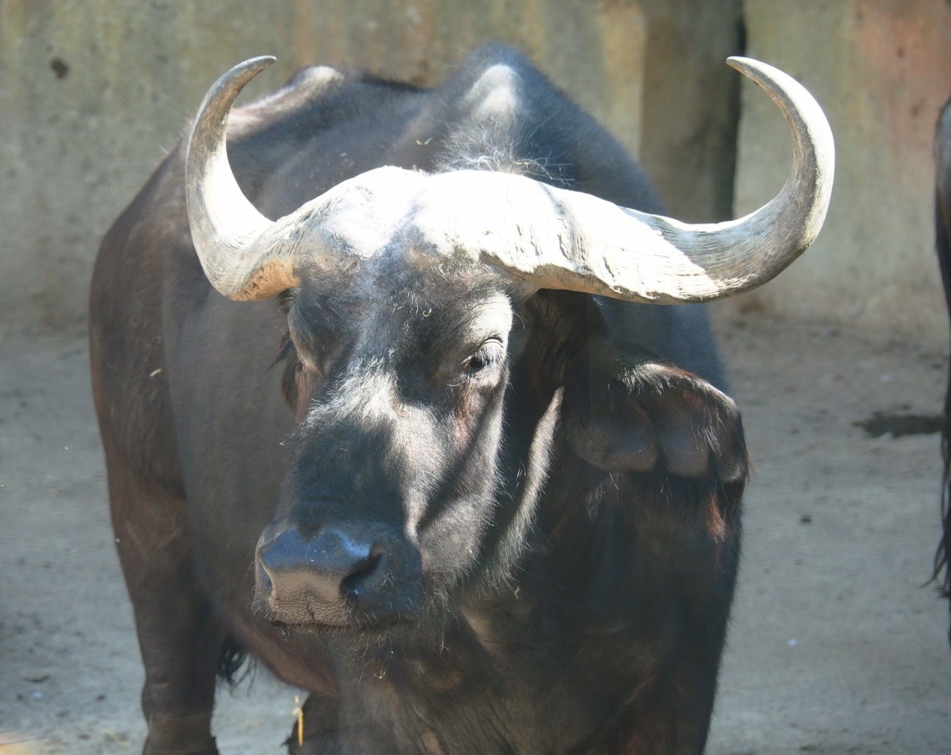 Cape buffalo (Syncerus caffer caffer), 2019-04-20