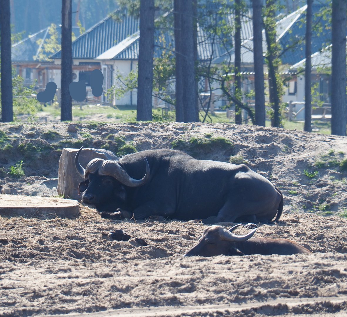 Cape buffalo (Syncerus caffer caffer), 2019-09-15
