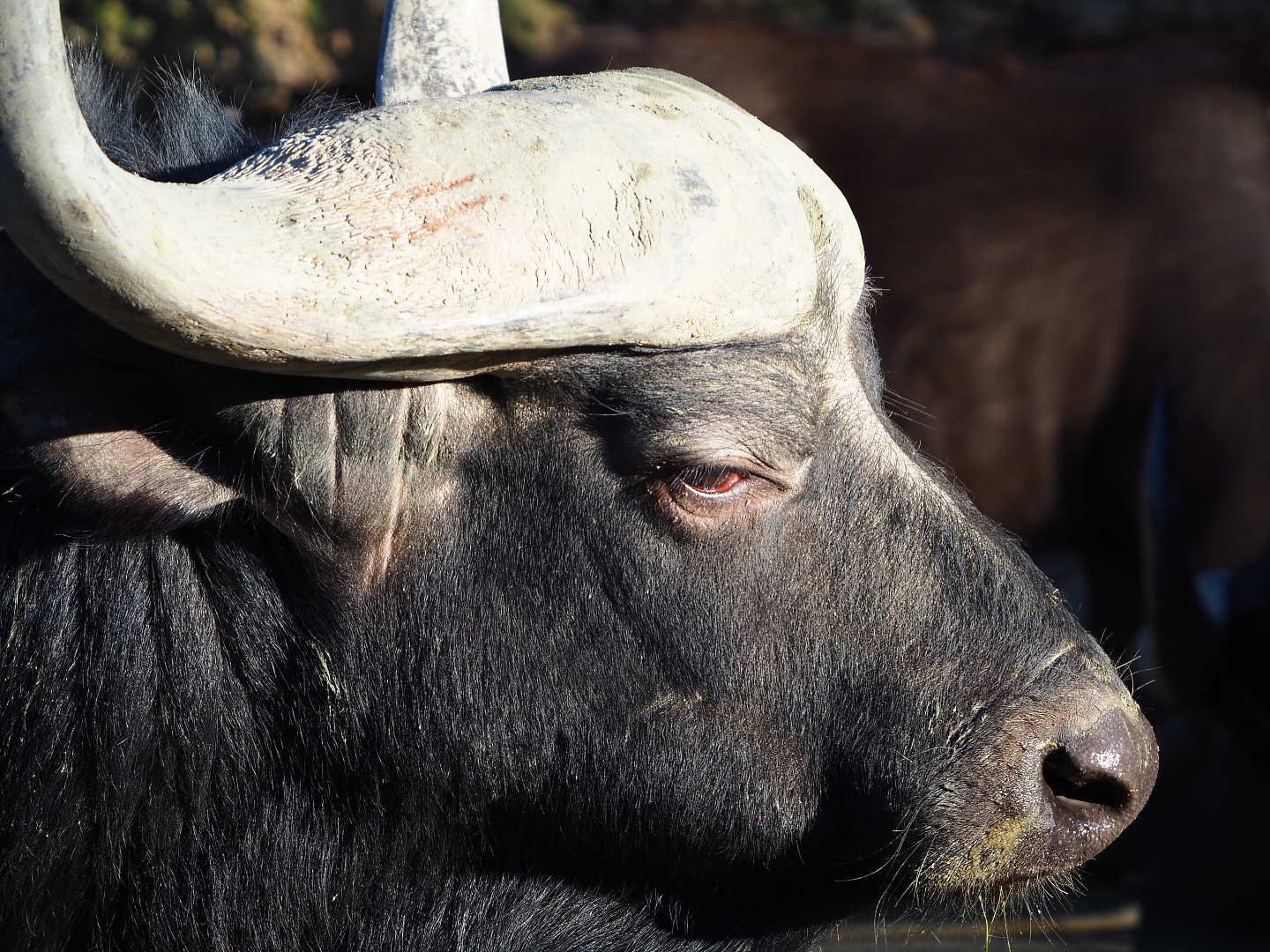 Cape buffalo (Syncerus caffer caffer), 2019-12-30