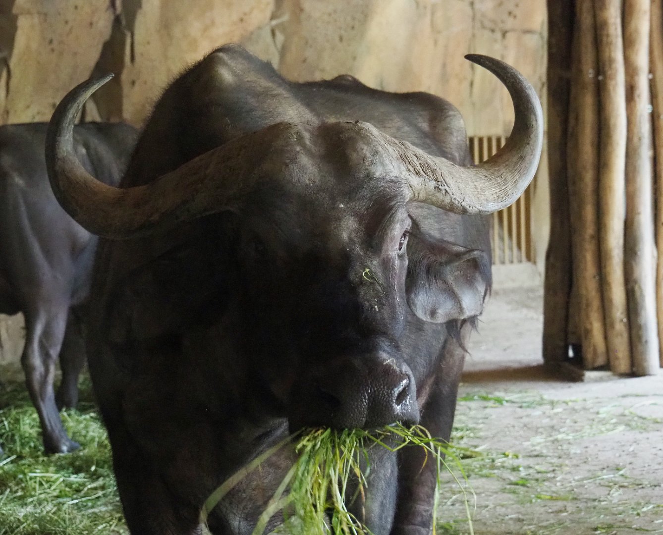 Cape buffalo (Syncerus caffer caffer), 2020-05-24