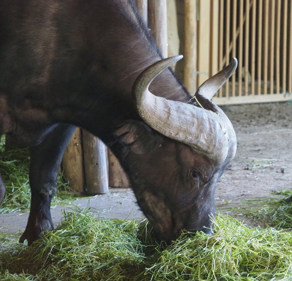 Cape buffalo (Syncerus caffer caffer), 2021-07-17