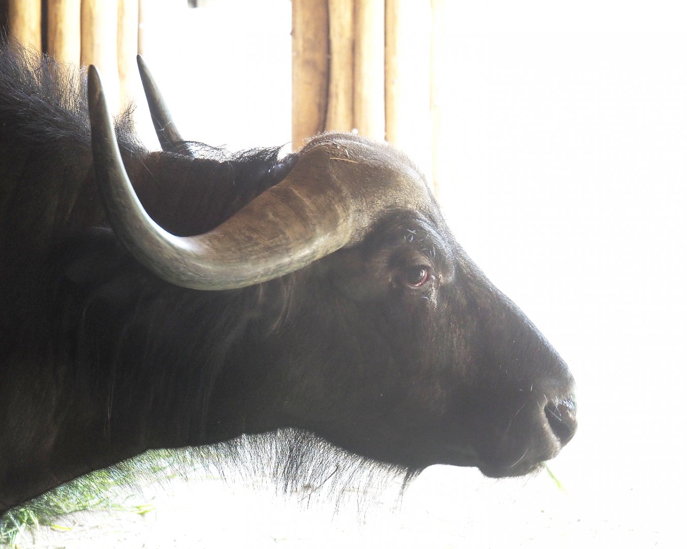 Cape buffalo (Syncerus caffer caffer), 2022-05-26