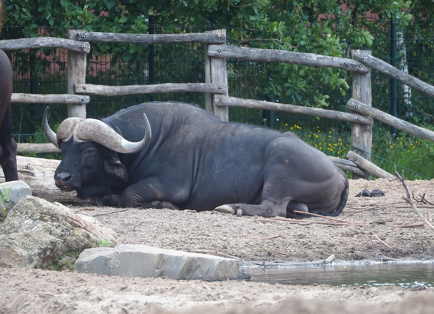 Cape buffalo (Syncerus caffer caffer), 2022-06-12