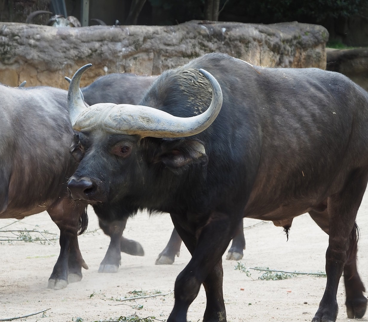 Cape buffalo (Syncerus caffer caffer), 2022-07-10