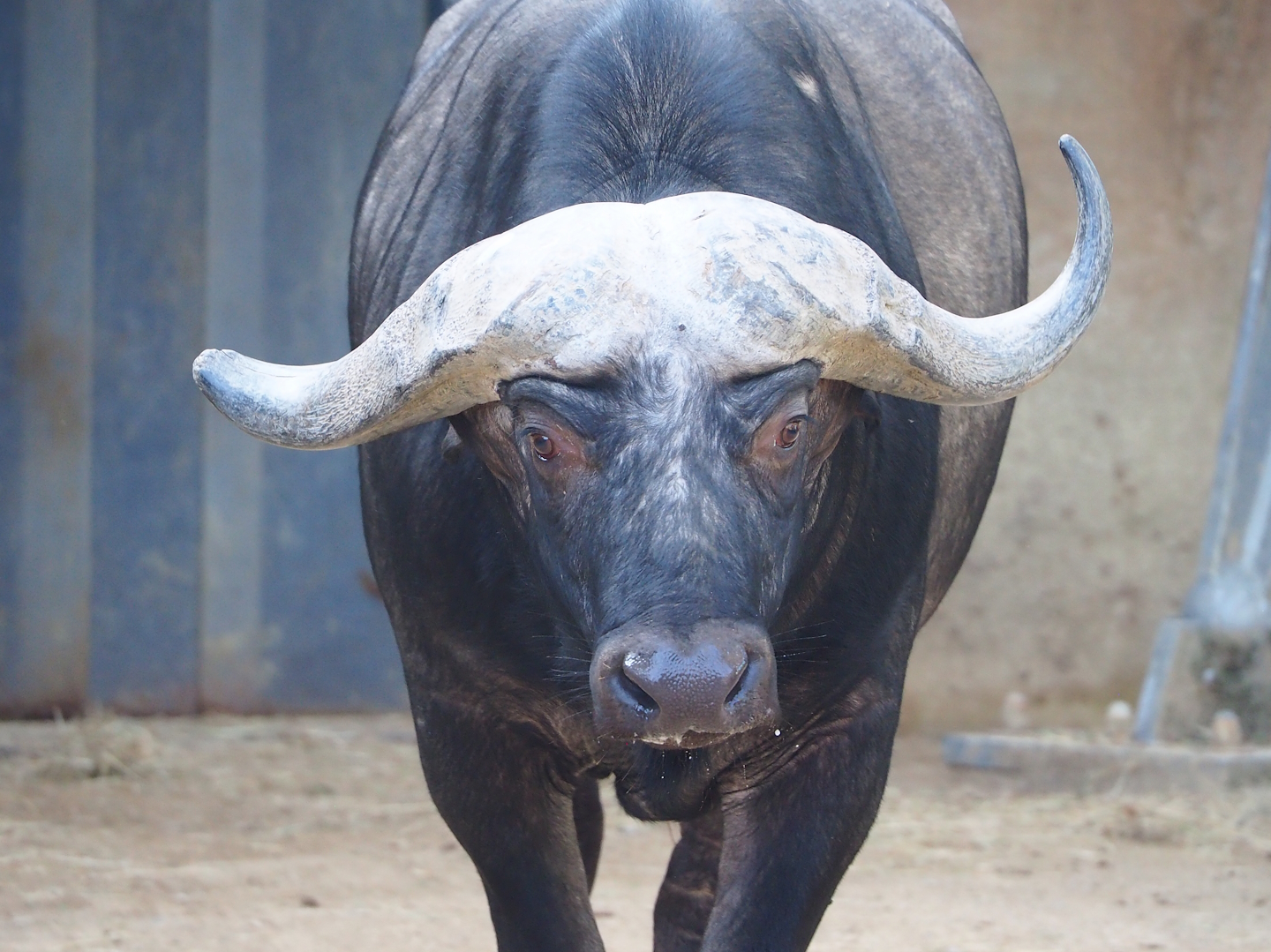 Cape buffalo (Syncerus caffer caffer), 2022-09-04