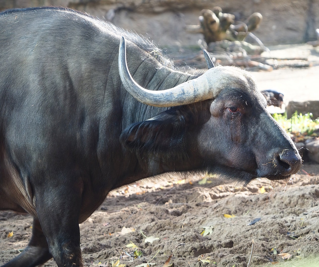 Cape buffalo (Syncerus caffer caffer), 2022-10-29