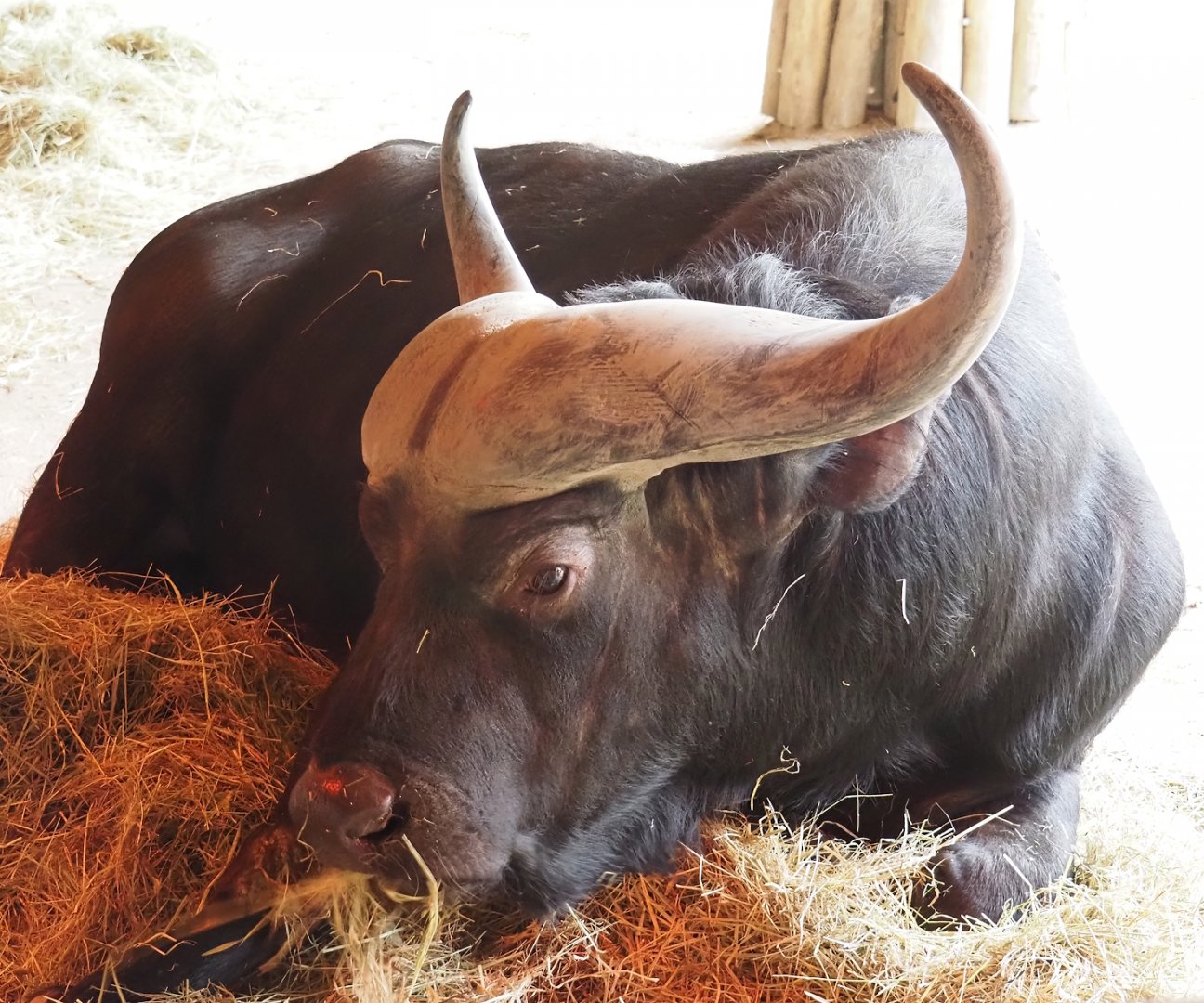 Cape buffalo (Syncerus caffer caffer), 2024-03-09