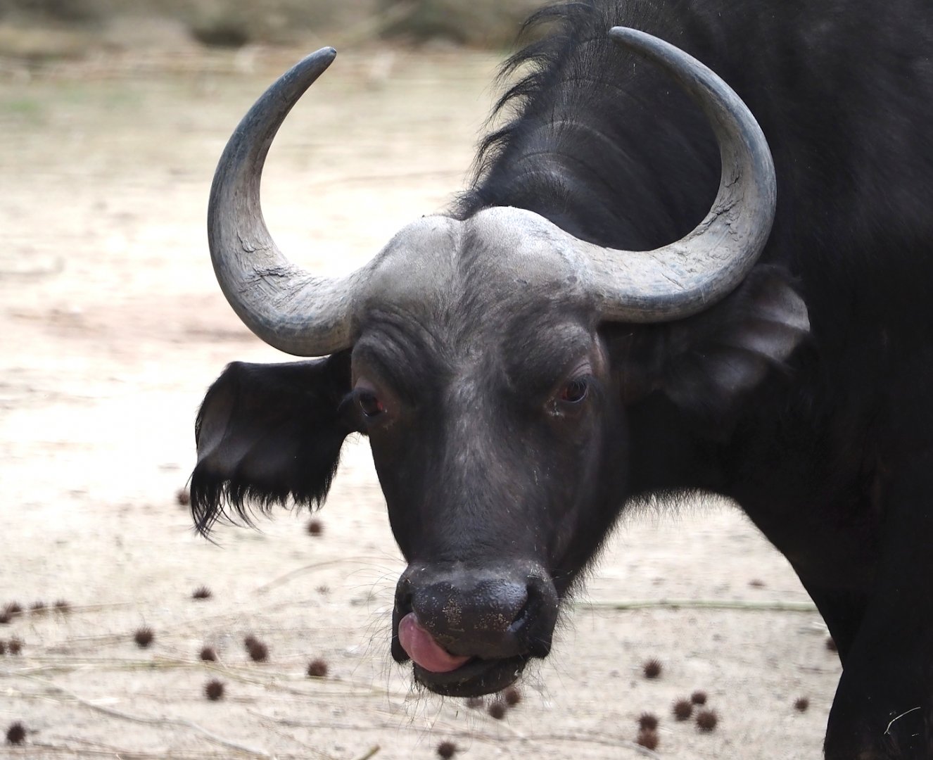 Cape buffalo (Syncerus caffer caffer), 2024-03-09