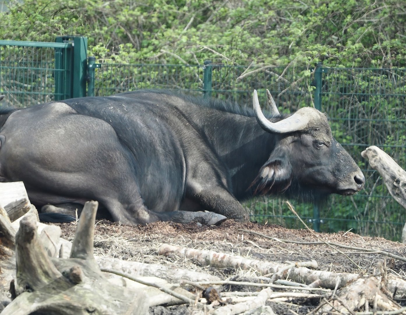 Cape buffalo (Syncerus caffer caffer), 2024-04-06