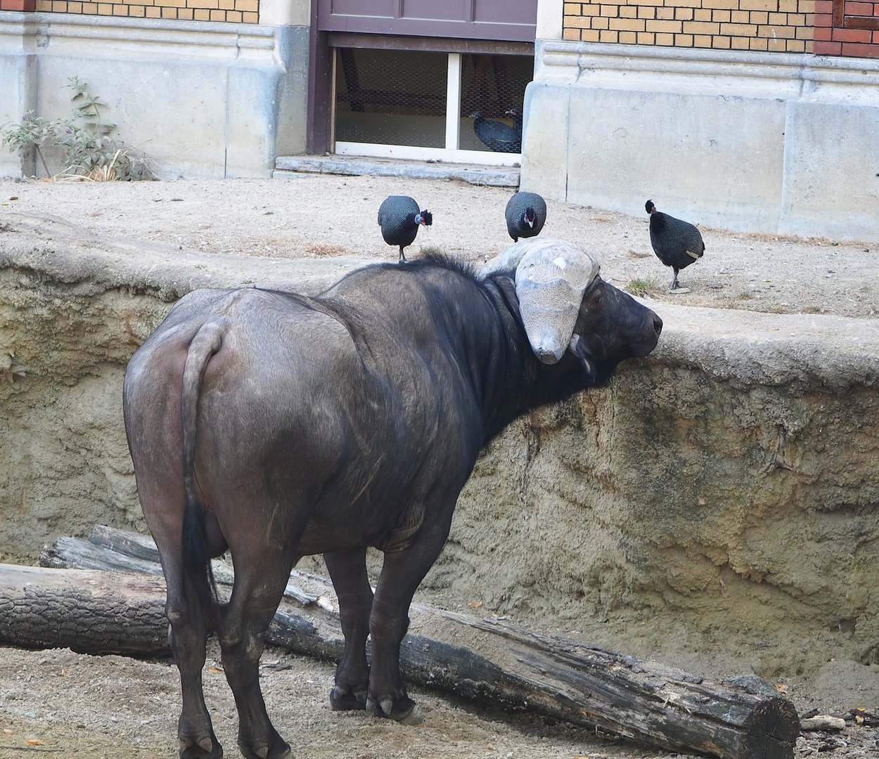 Cape buffalo (Syncerus caffer caffer) and Crested guineafowl (Guttera pucherani), 2022-09-04
