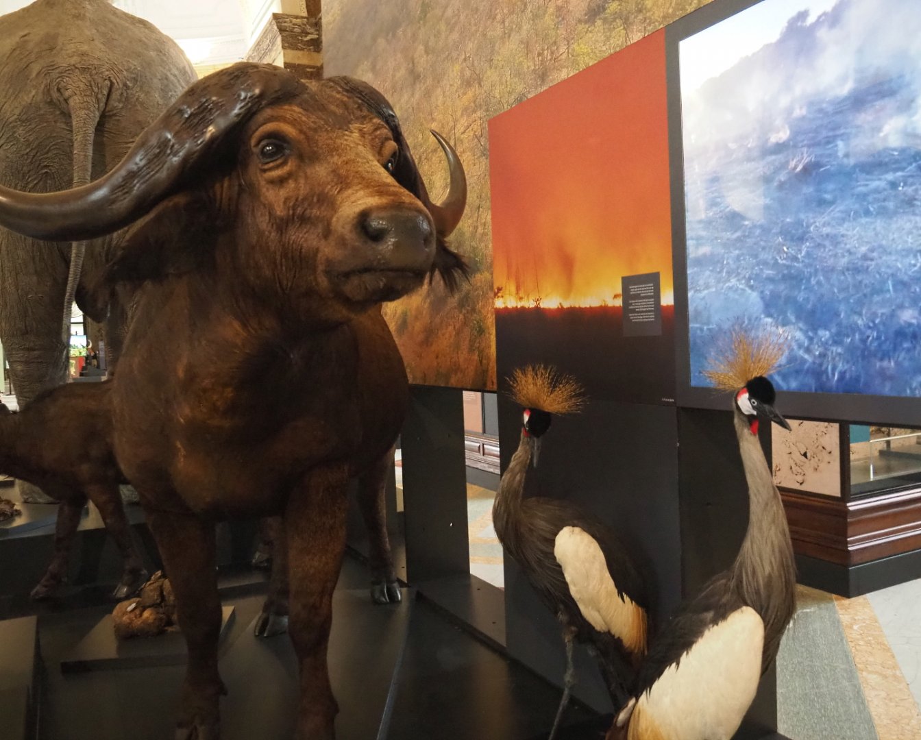 Cape buffalo (Syncerus caffer caffer) and Grey-crowned crane (Balearica regulorum) specimens, 2021-10-20