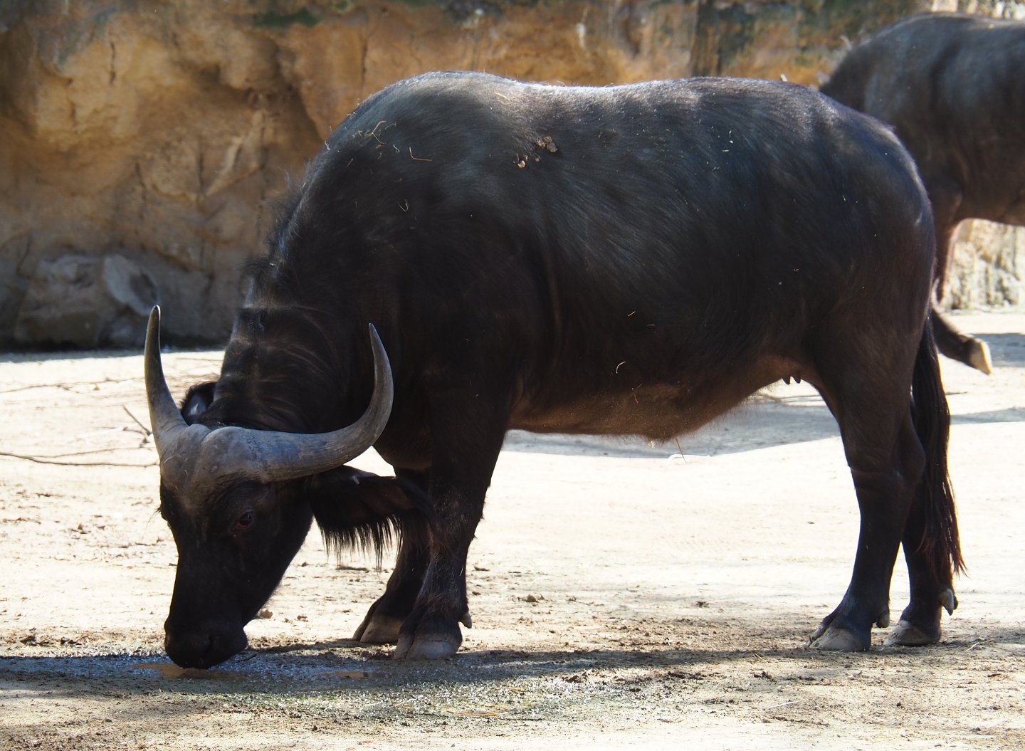 Cape buffalo (Syncerus caffer caffer), Feb 27th, 2019