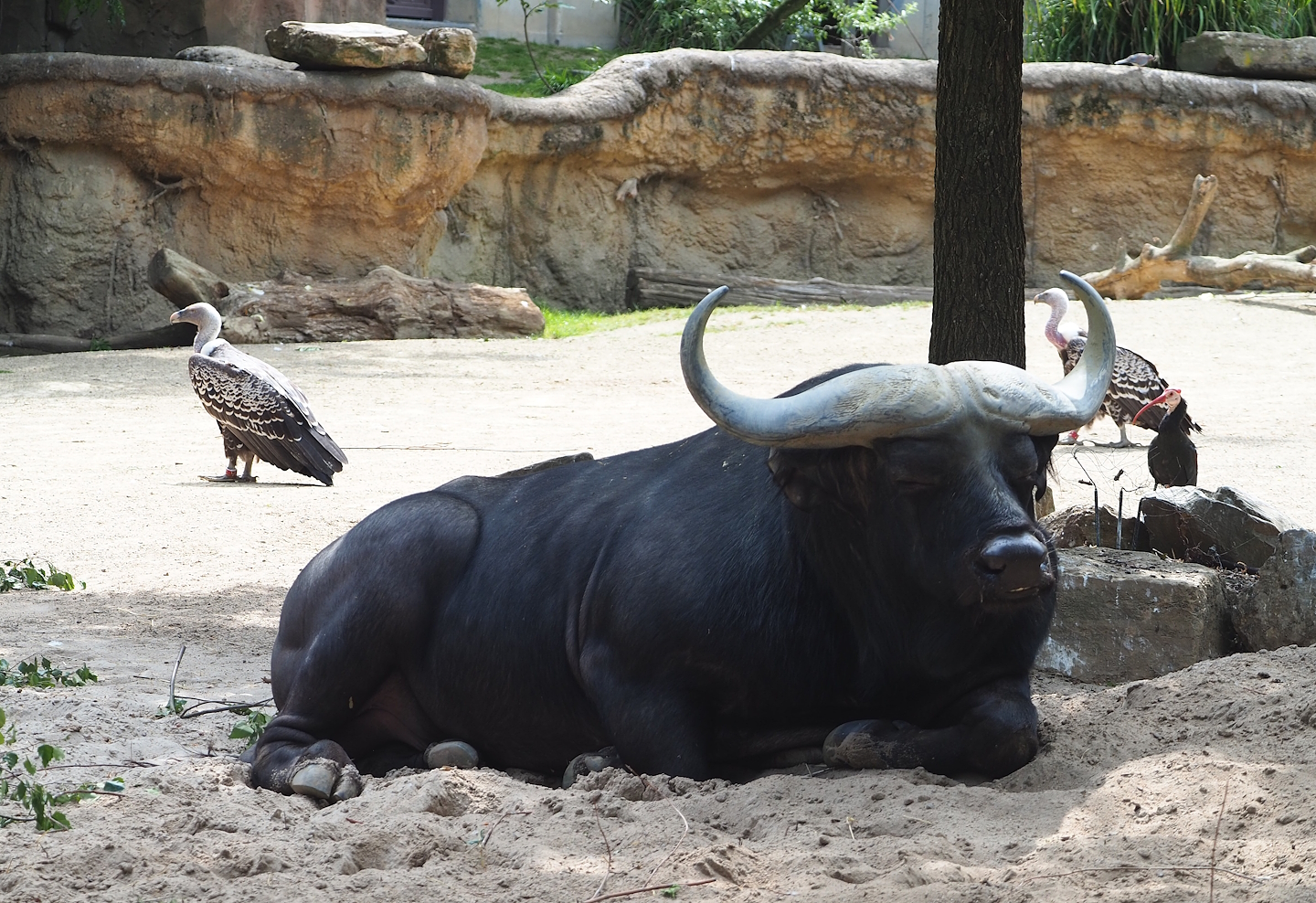 Cape buffalo (Syncerus caffer caffer), Rueppell's griffon vultures (Gyps rueppelli rueppelli) and Southern bald ibis (Geronticus calvus), 2023-07-22