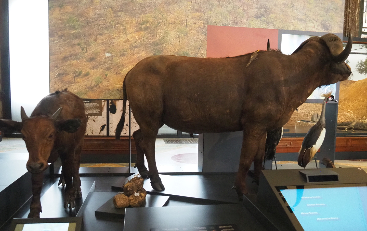 Cape buffalo (Syncerus caffer caffer) specimens, 2021-10-20