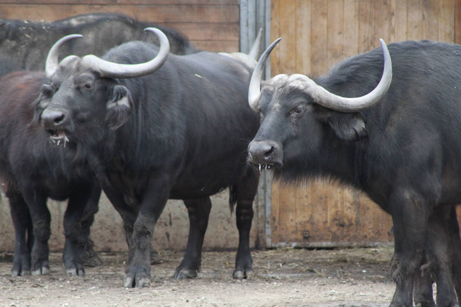 Cape Buffalo (Syncerus caffer caffer)