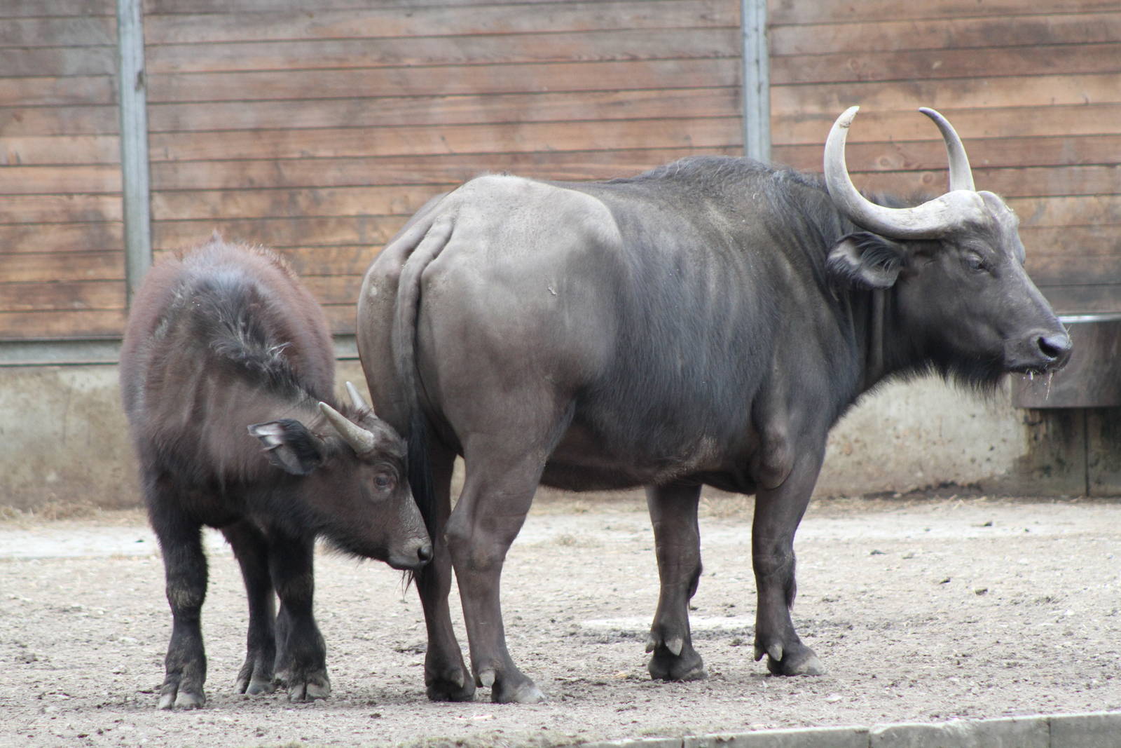 Cape Buffalo (Syncerus caffer caffer)