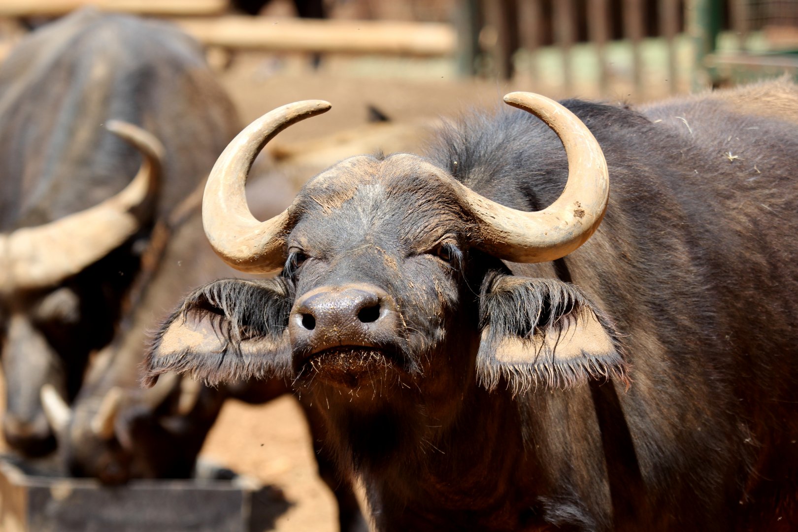 Cape buffalo, (Syncerus caffer caffer)