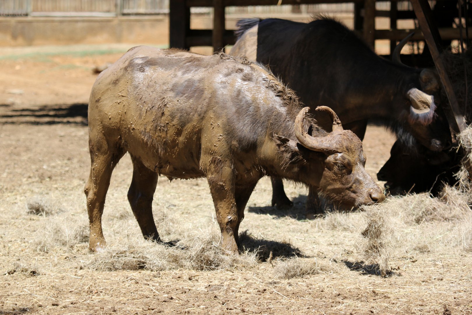 Cape buffalo, (Syncerus caffer caffer)