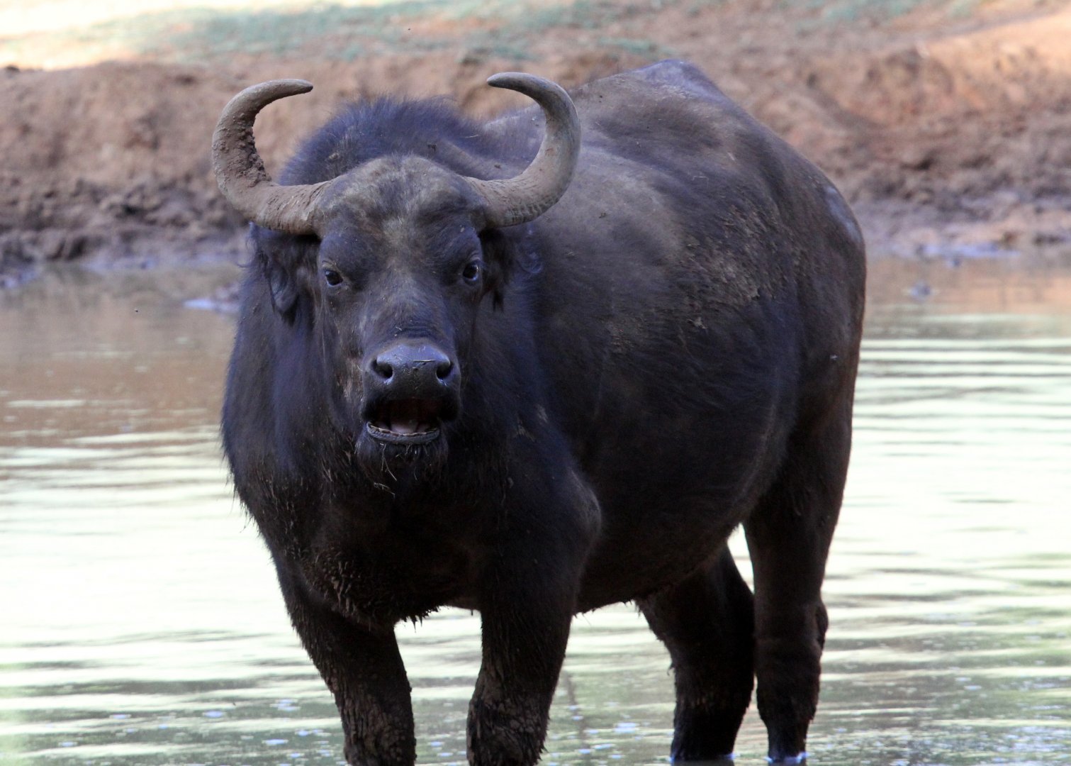 Cape buffalo, (Syncerus caffer caffer)