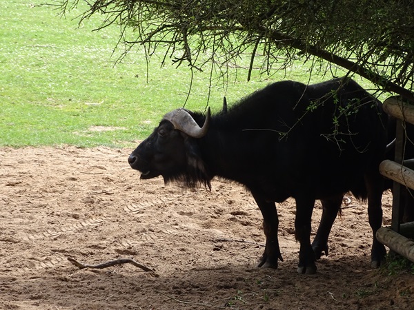 Cape buffalo(Syncerus caffer caffer)