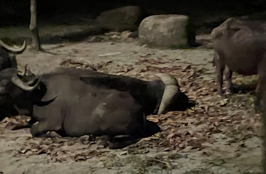 Cape Buffalo (Syncerus caffer caffer)