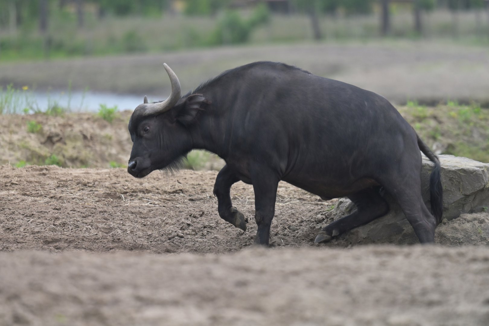 Cape buffalo (Syncerus caffer caffer)