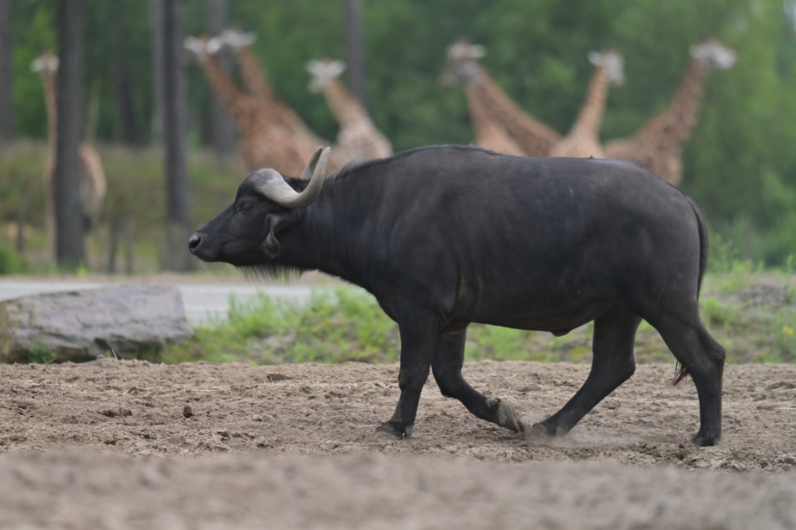 Cape buffalo (Syncerus caffer caffer)