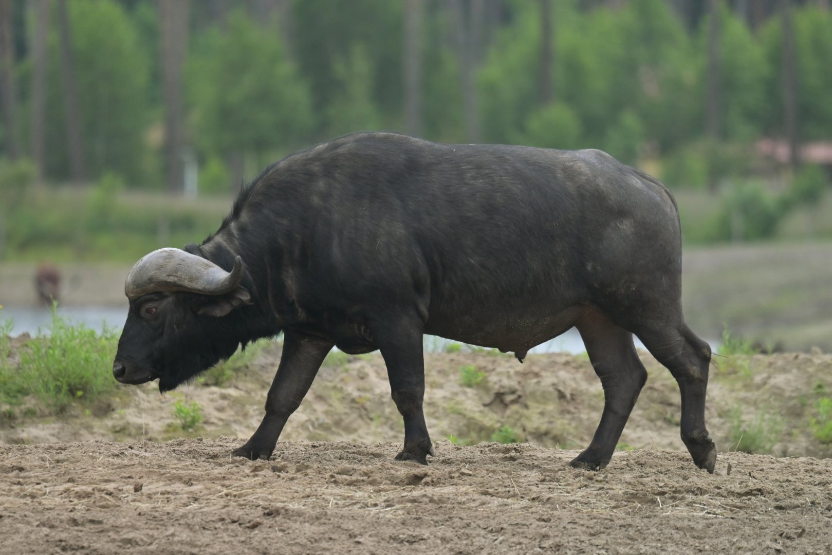 Cape buffalo (Syncerus caffer caffer)