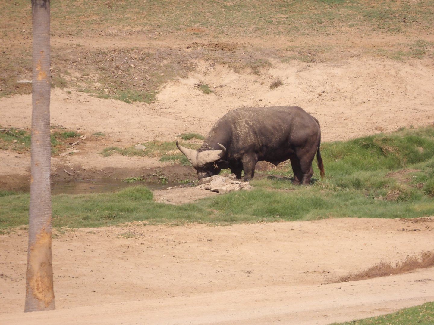 Cape Buffalo(Syncerus caffer caffer)