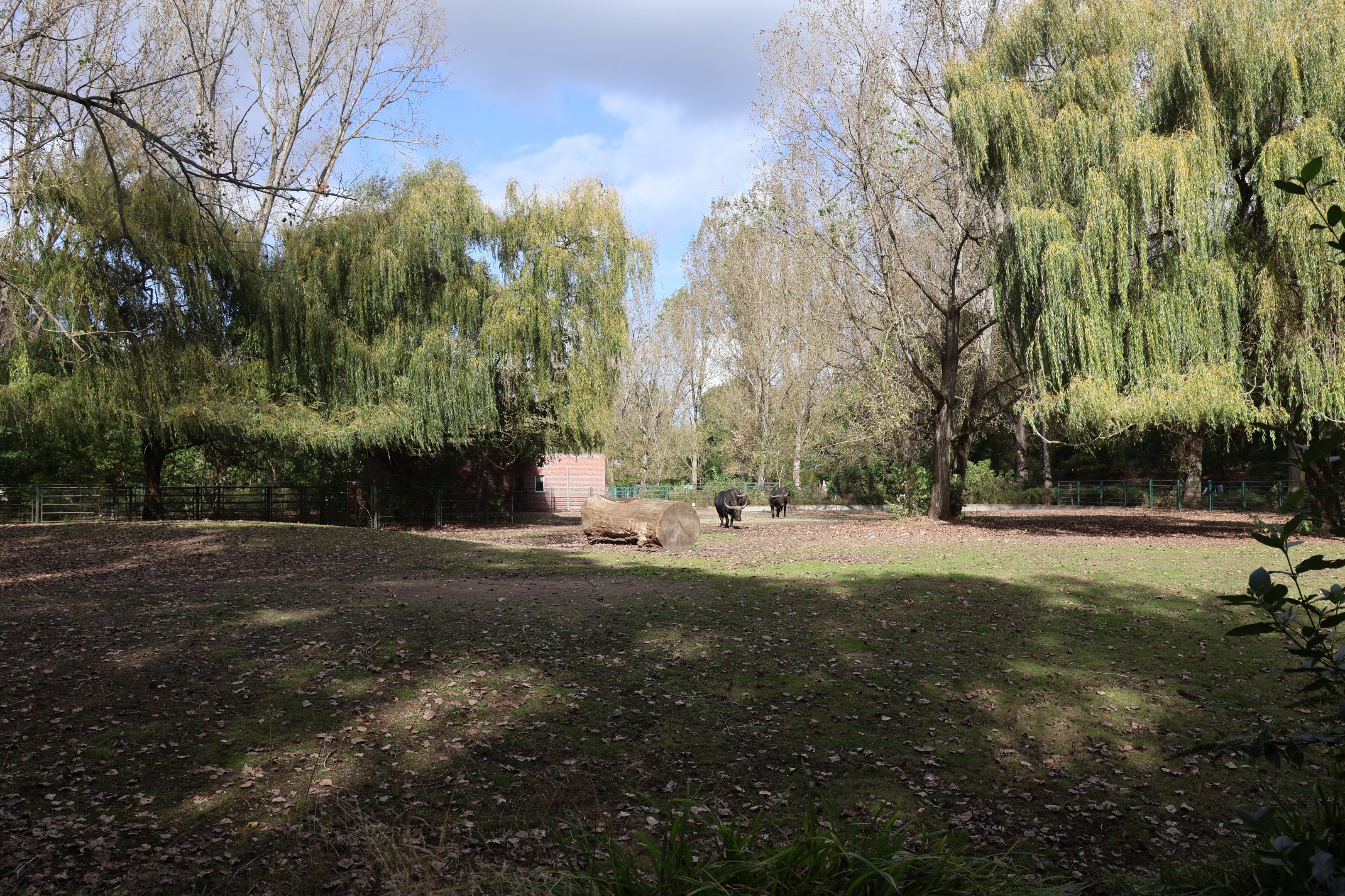 Cape Buffalo (Syncerus caffer caffer)