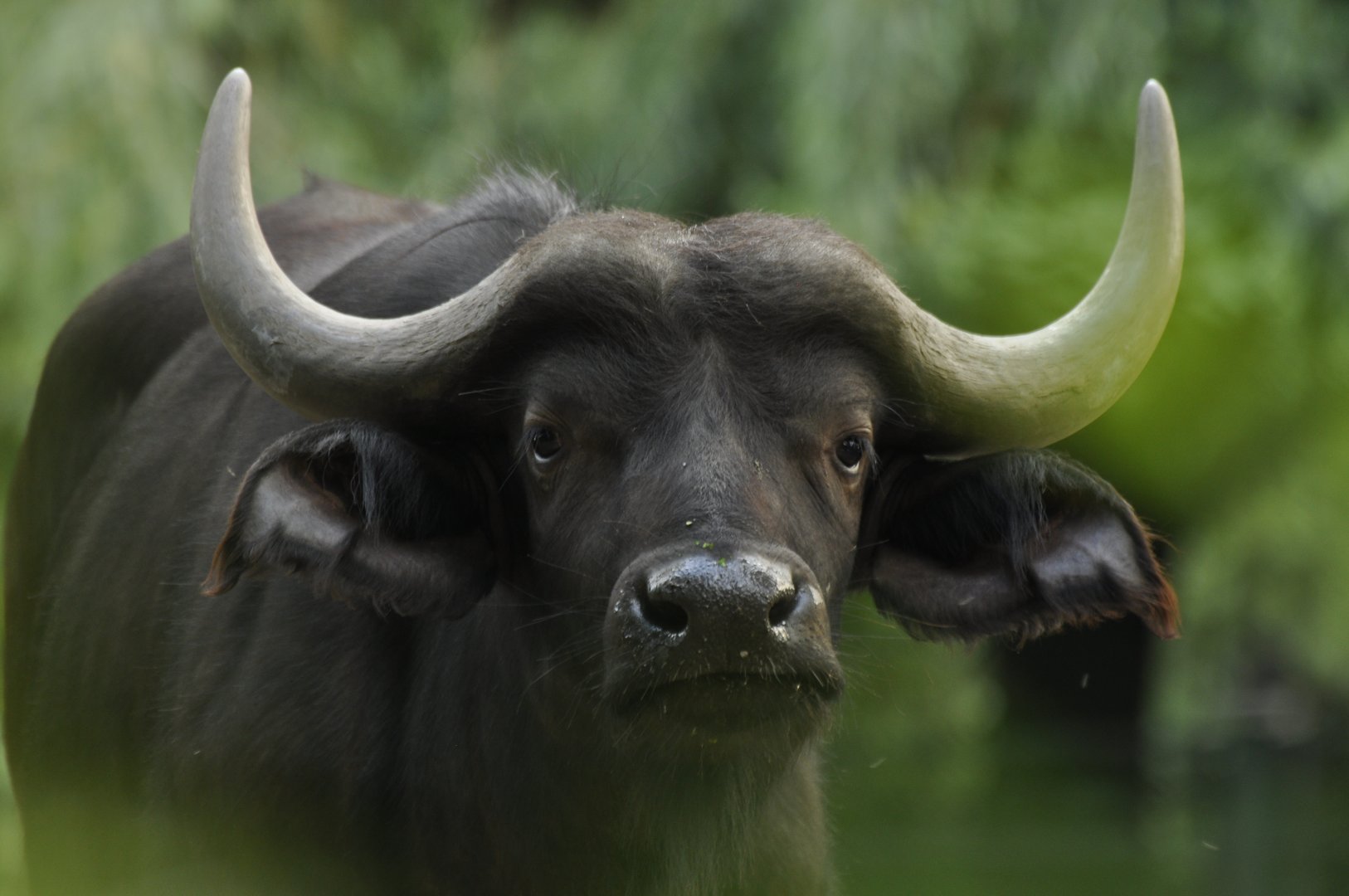 Cape buffalo (Syncerus caffer)