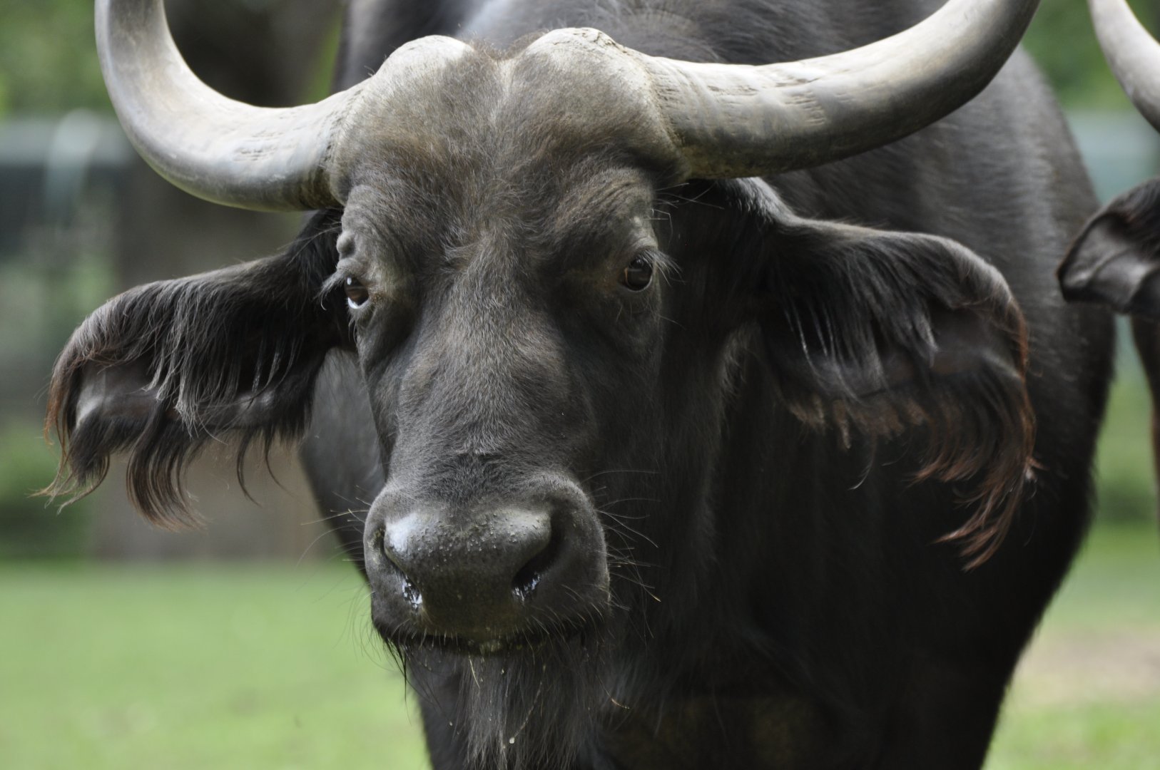 Cape buffalo (Syncerus caffer)