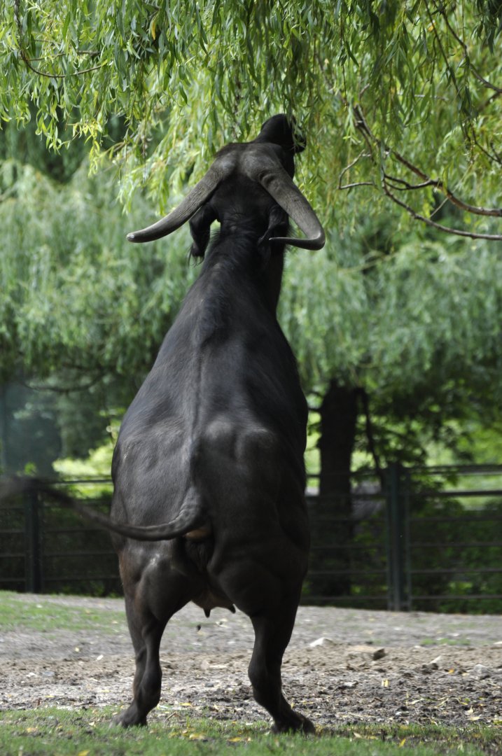 Cape buffalo (Syncerus caffer)