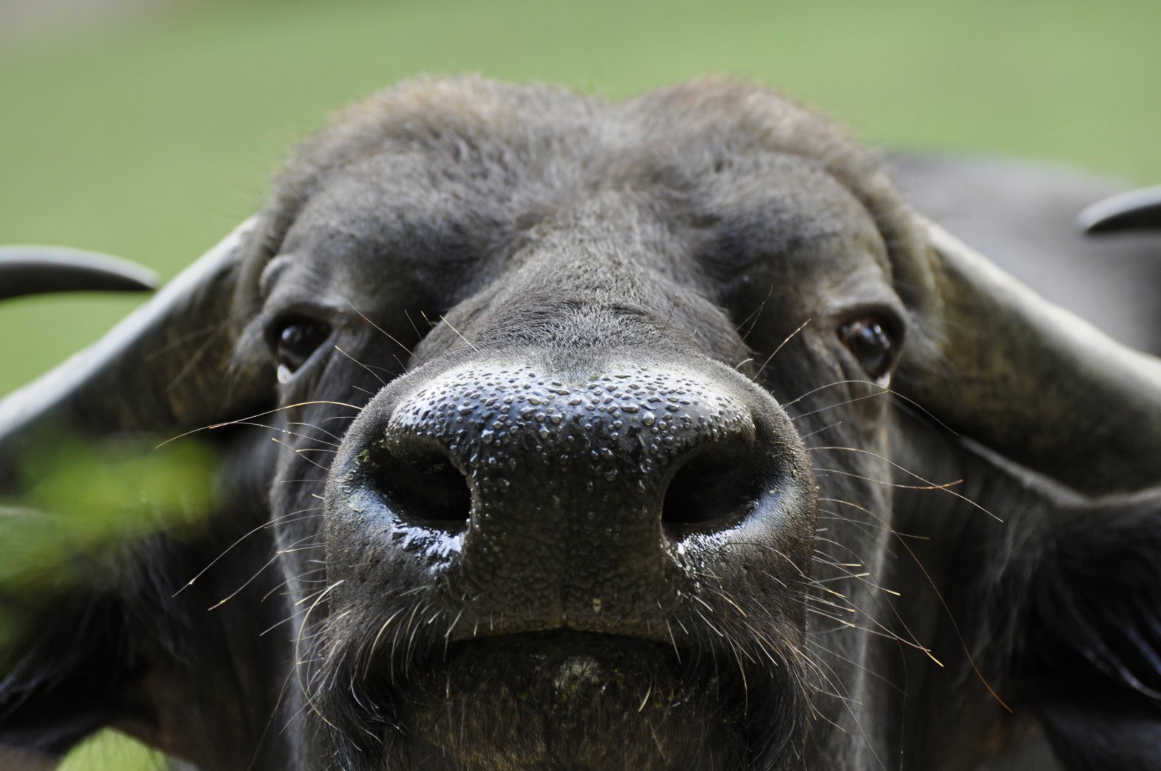 Cape buffalo (Syncerus caffer)