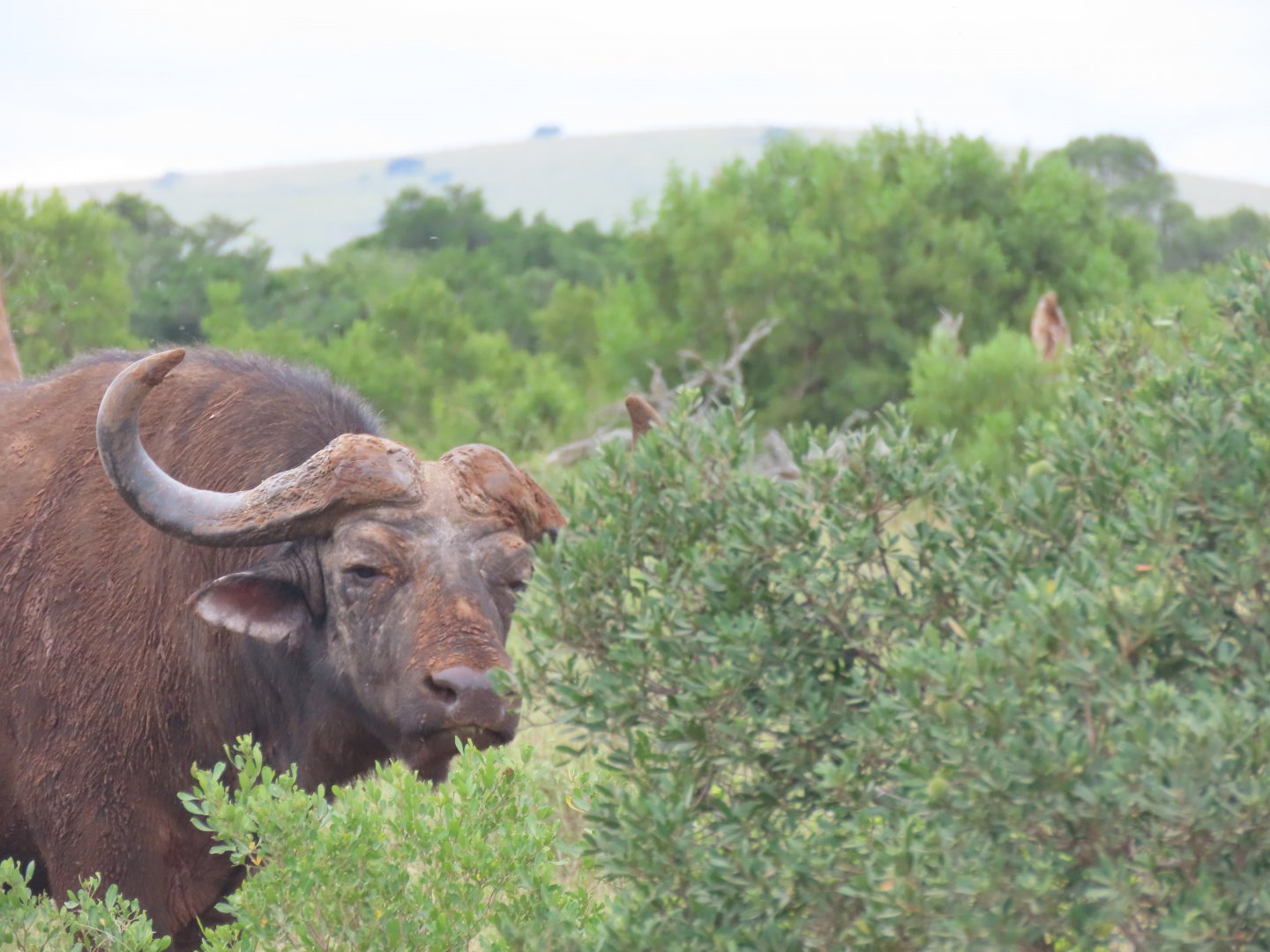 Cape buffalo (Syncerus caffer)