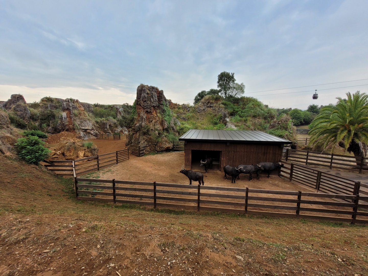 Cape buffalo temporary exhibit -Parque de la Naturaleza de Cabárceno (2022)